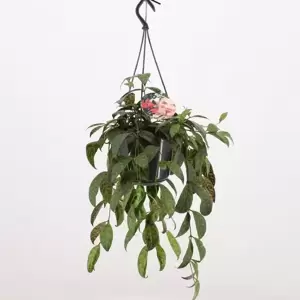 Aeschynanthus marmoratus 15cm - image 4