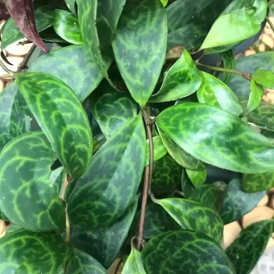 Aeschynanthus marmoratus 15cm - image 1