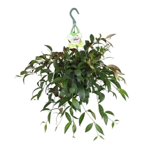 Aeschynanthus marmoratus 17cm Hanging Pot - image 1