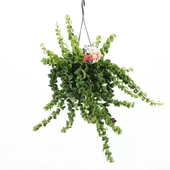Aeschynanthus 'Rasta' 15cm Hanging Pot - image 2