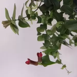 Aeschynanthus 'Rasta' 15cm Hanging Pot - image 1