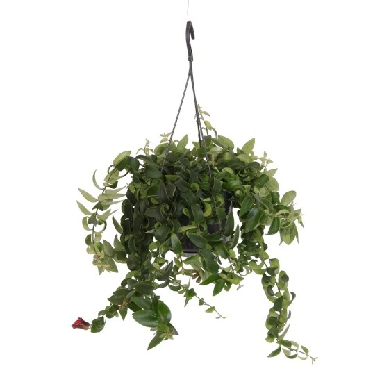 Aeschynanthus 'Rasta' 15cm Hanging Pot - image 1