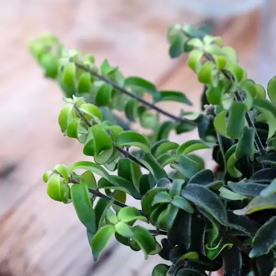 Aeschynanthus 'Twister' 11cm - image 1