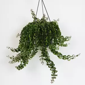 Aeschynanthus 'Twister' 15cm Hanging Pot