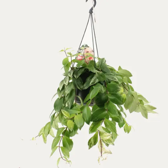 Aeschynanthus lobbianus 'Variegata' - image 2