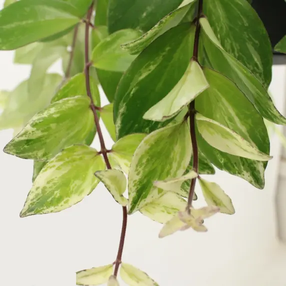 Aeschynanthus lobbianus 'Variegata' 12cm - image 1