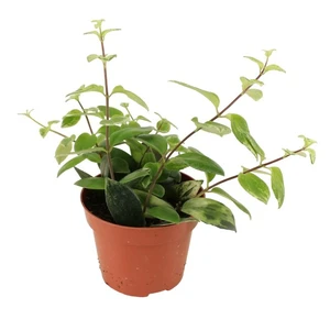 Aeschynanthus lobbianus 'Variegata' 12cm - image 2