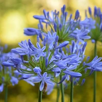 Agapanthus