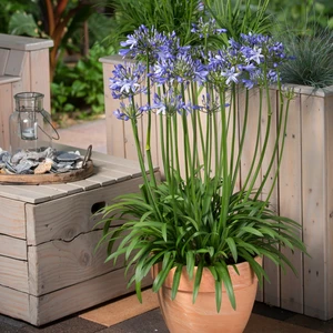 Agapanthus 'Amourette Superb Blue' 2L - image 1