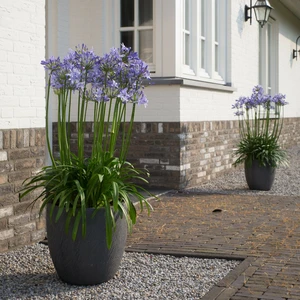 Agapanthus 'Amourette Superb Blue' 2L - image 2
