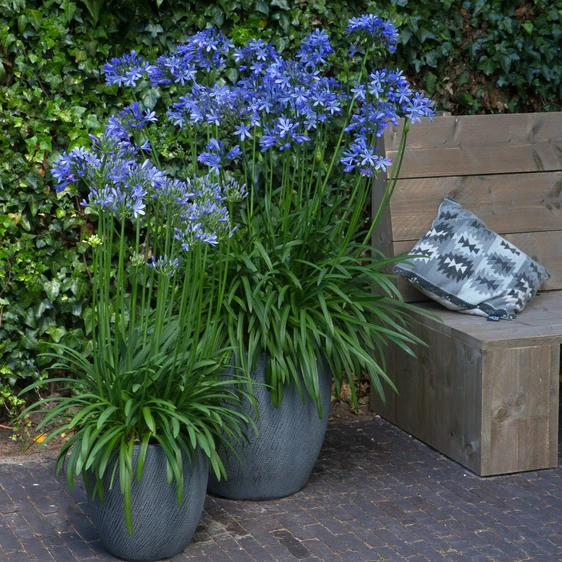 Agapanthus 'Amourette Superb Blue' 2L - image 3