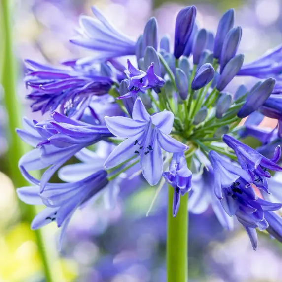 Agapanthus 'Amourette Superb Blue' 2L - image 1