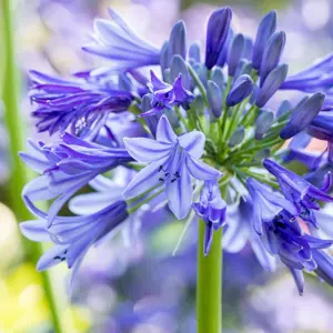 Agapanthus 'Amourette Superb Blue'
