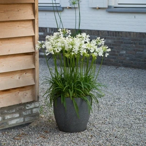 Agapanthus 'Amourette Superb White' 14cm - image 2