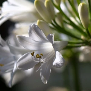 Agapanthus 'Amourette Superb White' 14cm - image 1