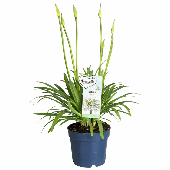 Agapanthus 'Amourette Superb White' 2L - image 3