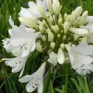 Picture Credit - Fairweather's Nursery