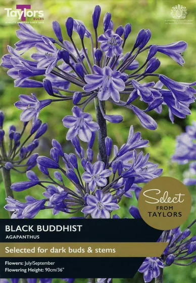 Agapanthus Black Buddhist
