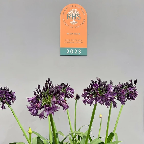 Agapanthus 'Black Jack' 3L - image 10