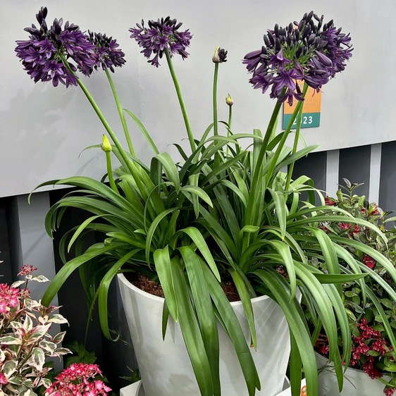 Agapanthus 'Black Jack' 3L - image 9