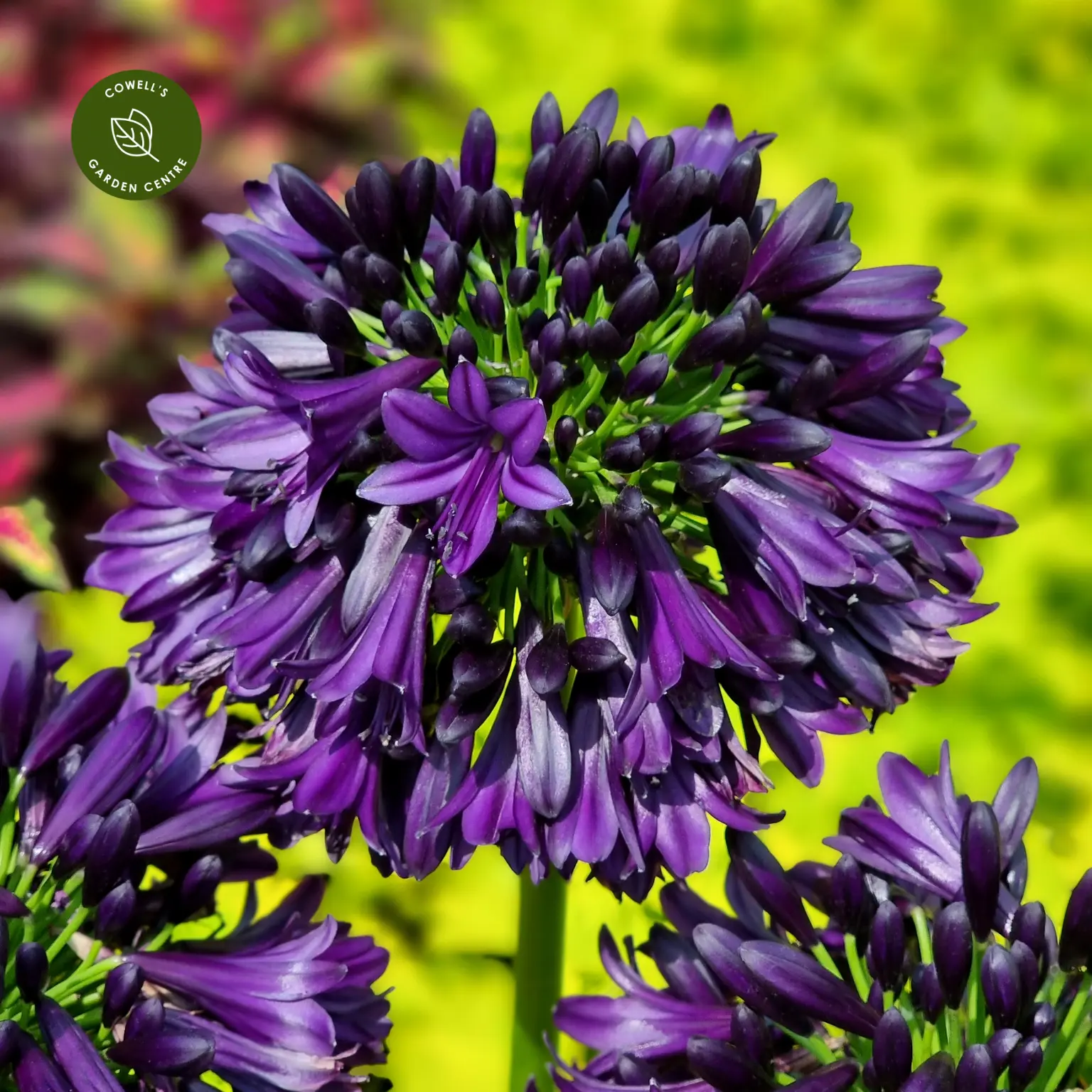 12 Black Perennials  Walters Gardens, Inc.