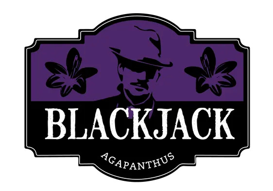 Agapanthus 'Black Jack' 3L - image 12