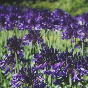 Picture Credit - Fairweather's Nursery