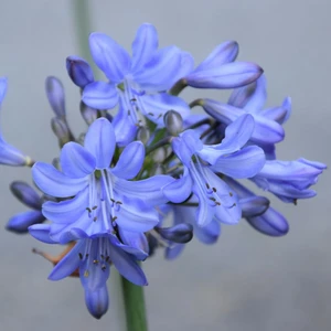 Agapanthus 'Blue Curacao'