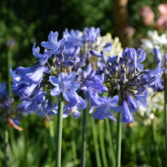 Agapanthus 'Blue Curacao' - image 2
