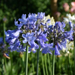 Agapanthus 'Blue Curacao' - image 2