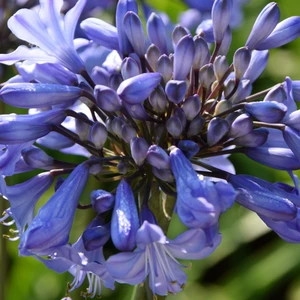 Agapanthus 'Blue Curacao' - image 3
