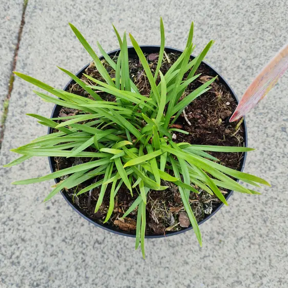 Agapanthus 'Blush Pink' - image 4