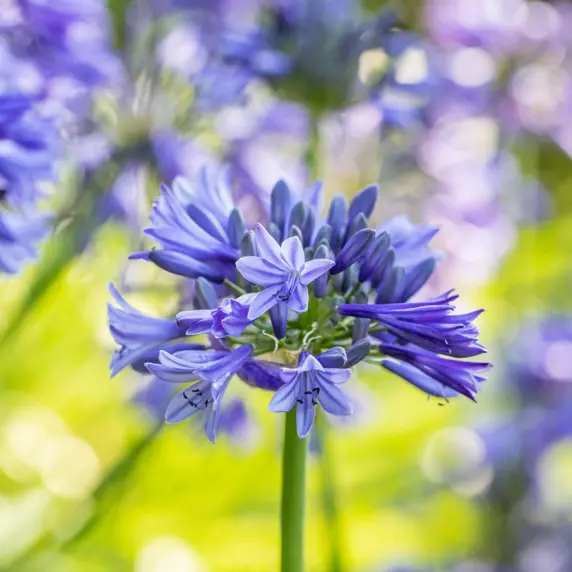 Agapanthus 'Brilliant Blue' - image 4