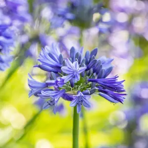 Agapanthus 'Brilliant Blue' - image 4