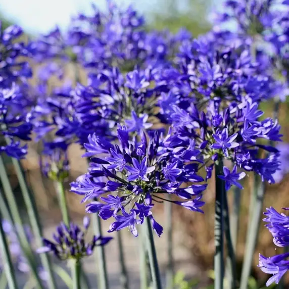 Image Credit - Marco van Noort