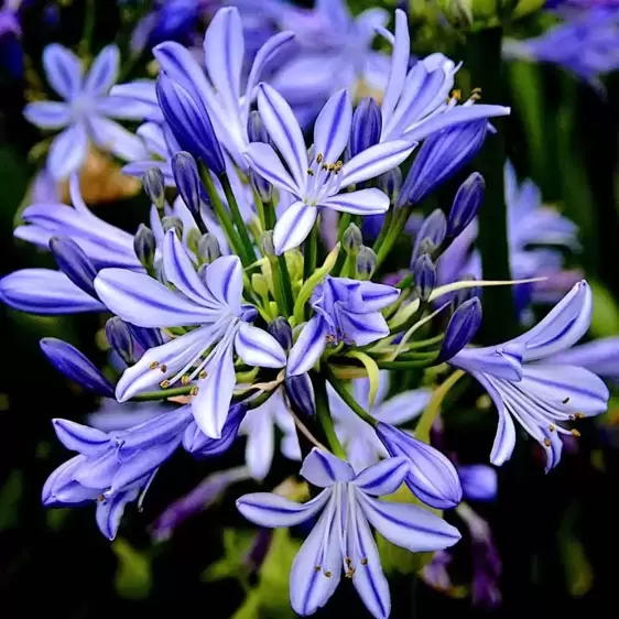 Agapanthus 'Charlotte' 3L