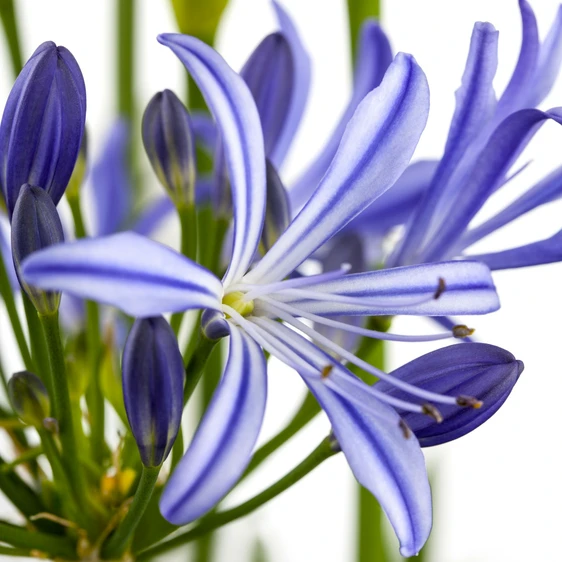Agapanthus 'Charlotte' 2L - image 2
