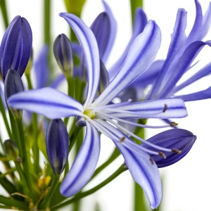 Agapanthus 'Charlotte' 2L - image 2