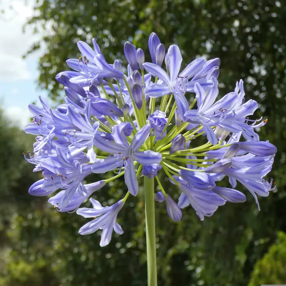 Agapanthus 'Crystal Blue'