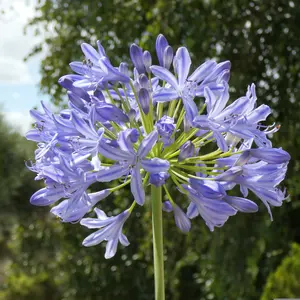 Agapanthus 'Crystal Blue'