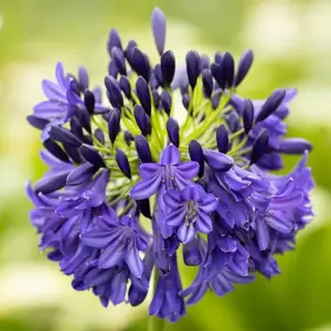 Picture Credit - Fairweather's Nursery