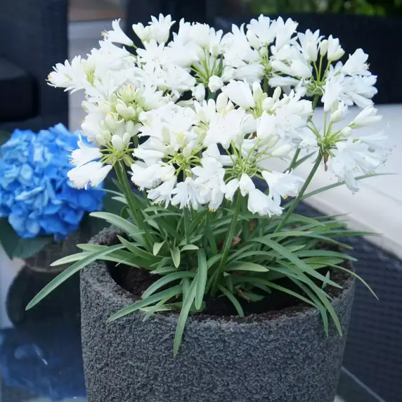 Picture Credit - Plantipp BV