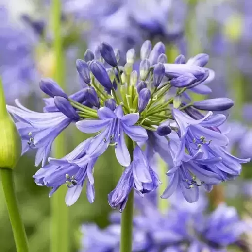 Agapanthus Everpanthus 'Ever Sapphire'