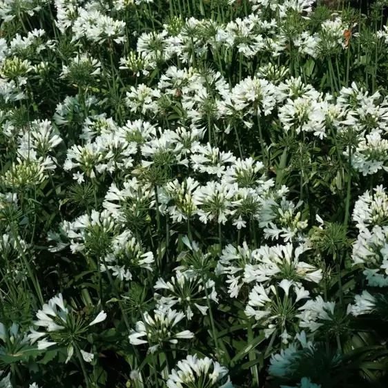 Agapanthus Everpanthus 'Ever White' - image 3