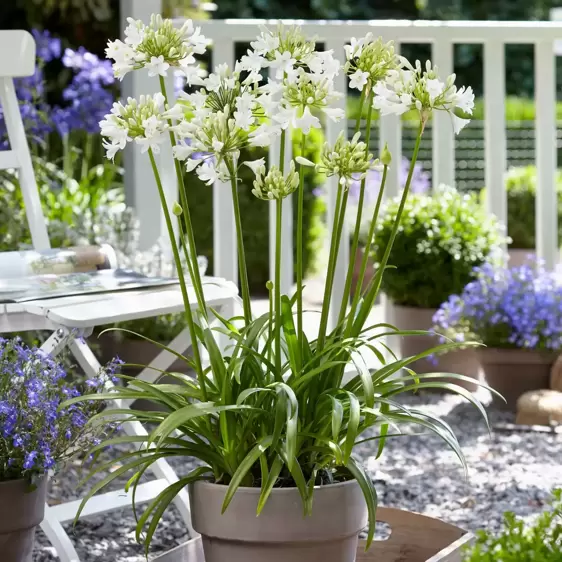 Agapanthus Everpanthus 'Ever White' - image 4