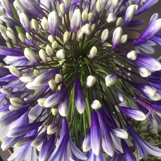 Agapanthus 'Fireworks' 2L - image 1