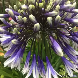 Agapanthus 'Fireworks' 2L - image 2