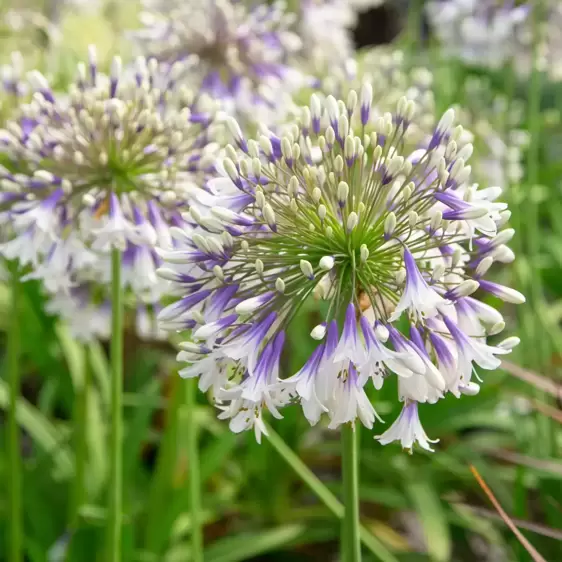 Agapanthus 'Fireworks' 2L - image 3