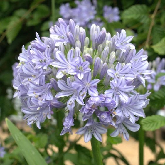 Image Credit: Fairweather's Nursery