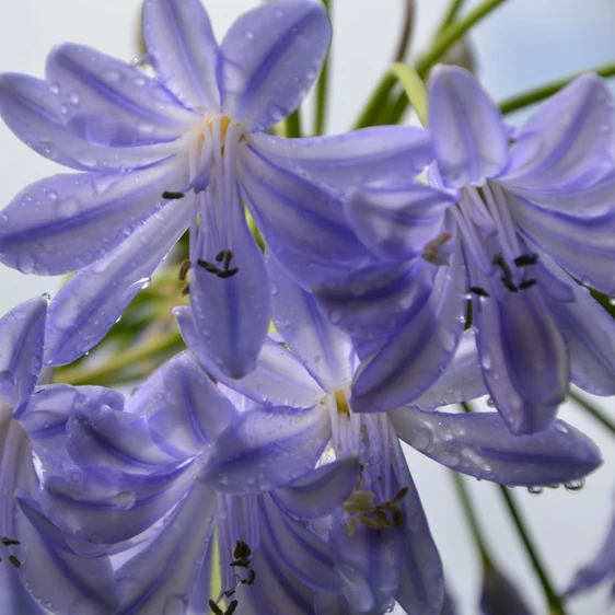 Image Credit: Fairweather's Nursery